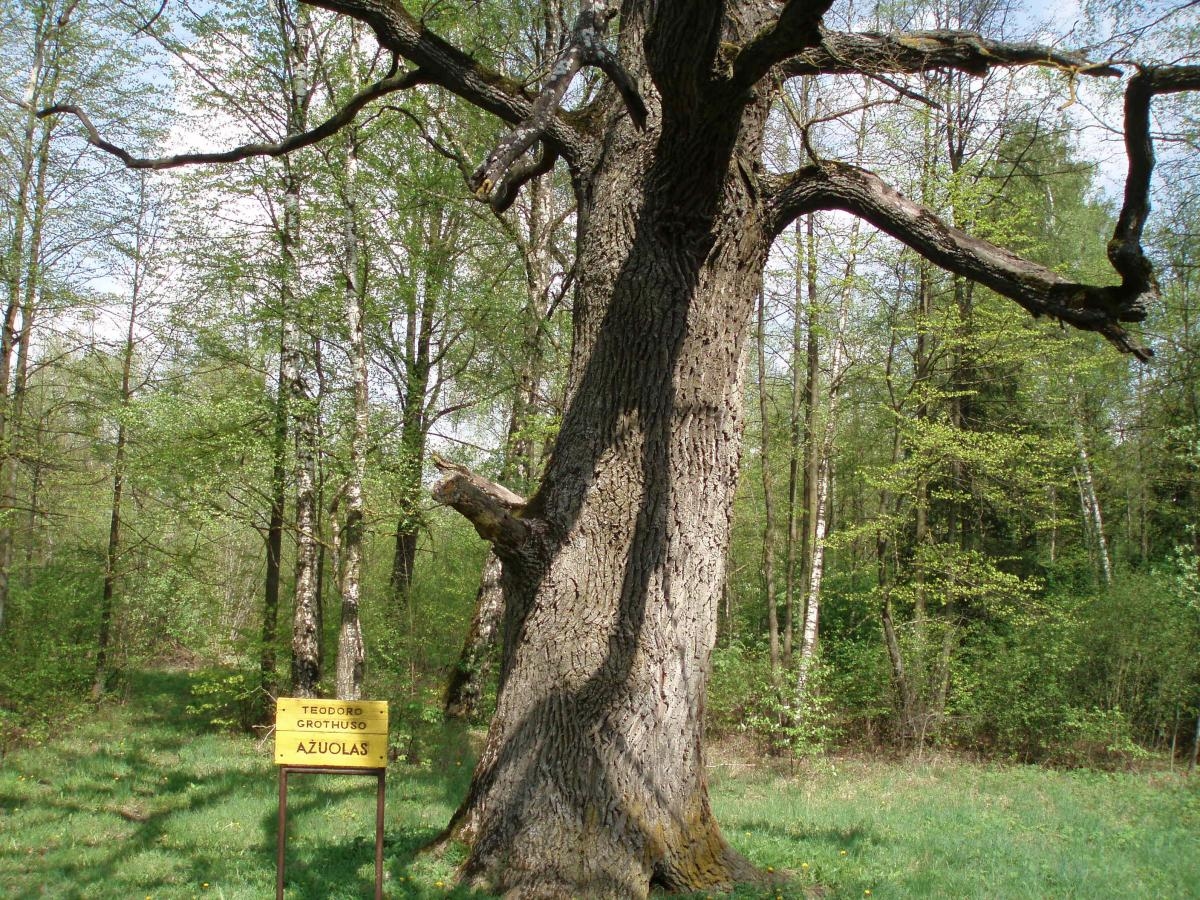 Gedučių ąžuolas