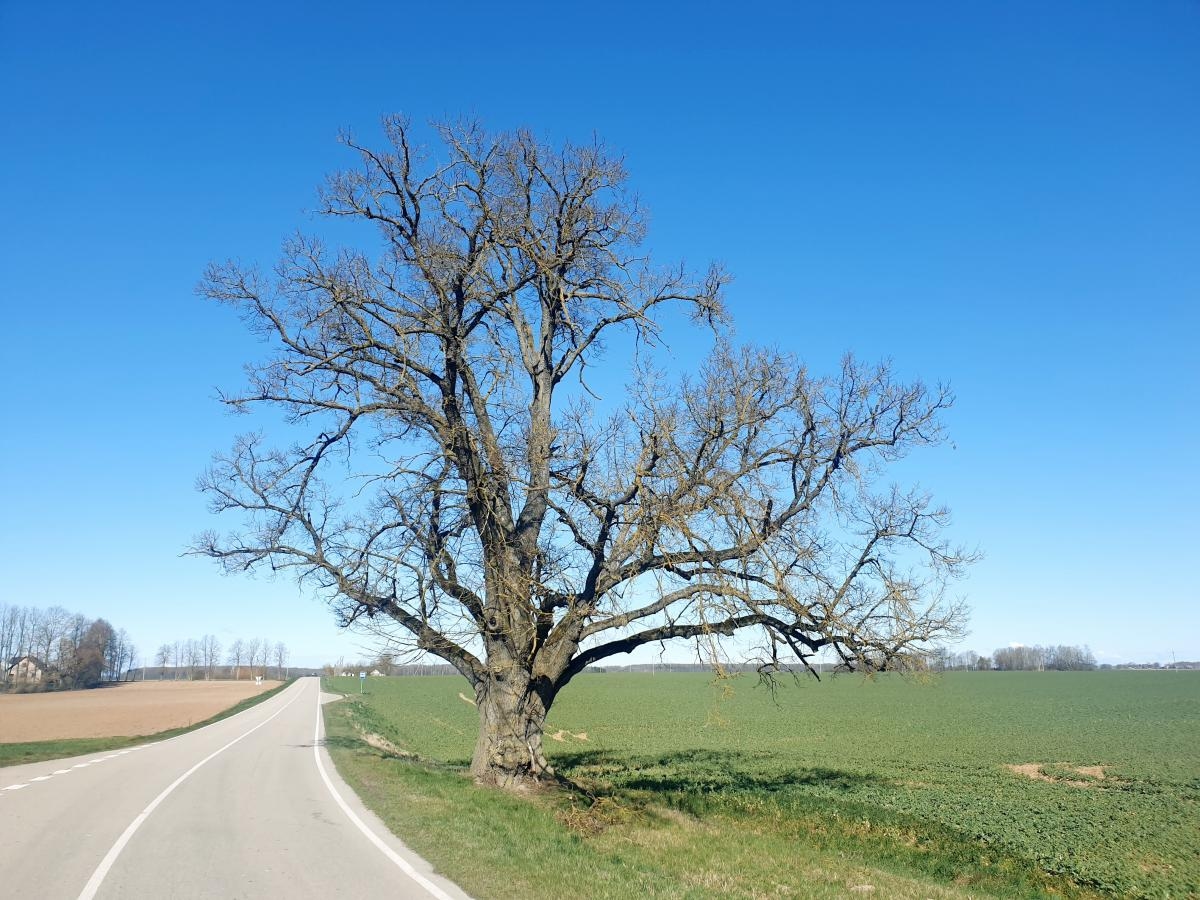 Vytartų liepa