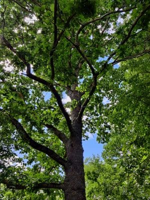 Ąžuolas tėvo Viliaus atminimui