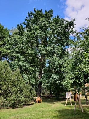 Ąžuolas Atminimo sode