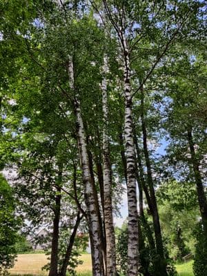 Trys beržai - trys broliai Matuzevičiai