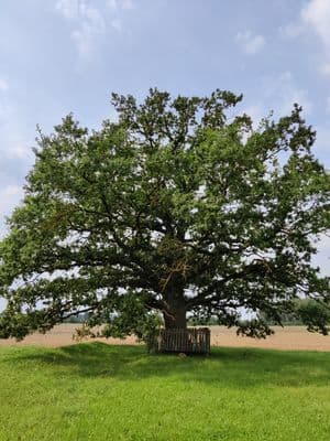 Bern. Brazdžionio ąžuolas Stebeikėliuose