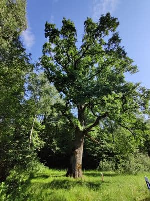 Gedučių ąžuolas