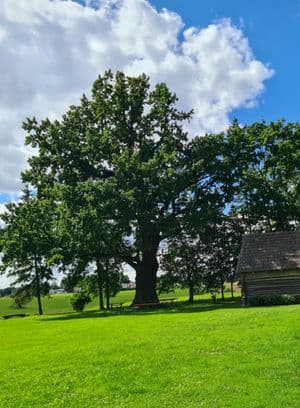 Girniūnų ąžuolas