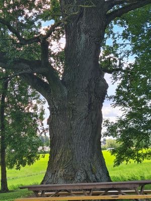 Girniūnų ąžuolas