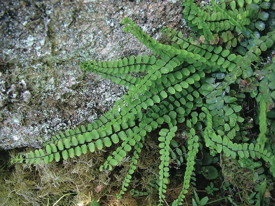 Papartis