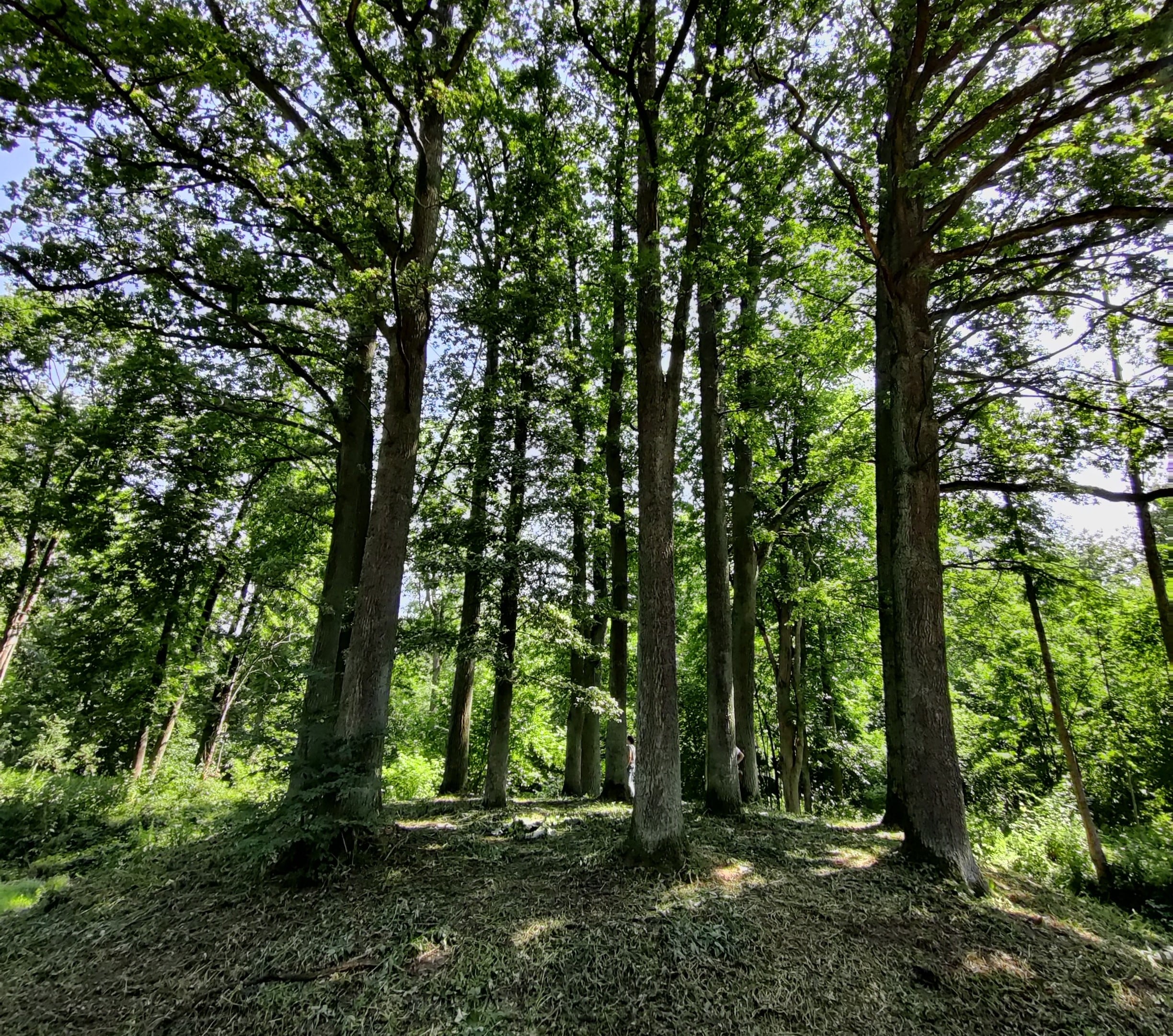 Gulbinėnų parkas