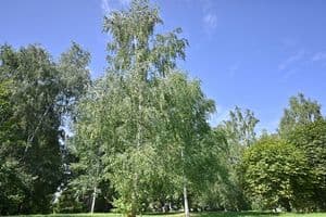 Antano Vienažindžio beržynėlis Krinčino parke