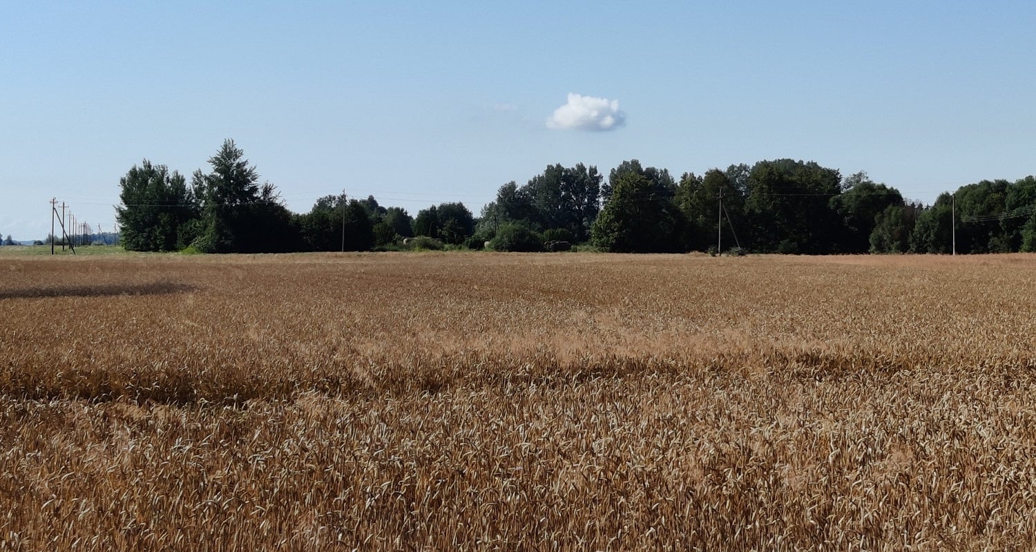 Javų laukas