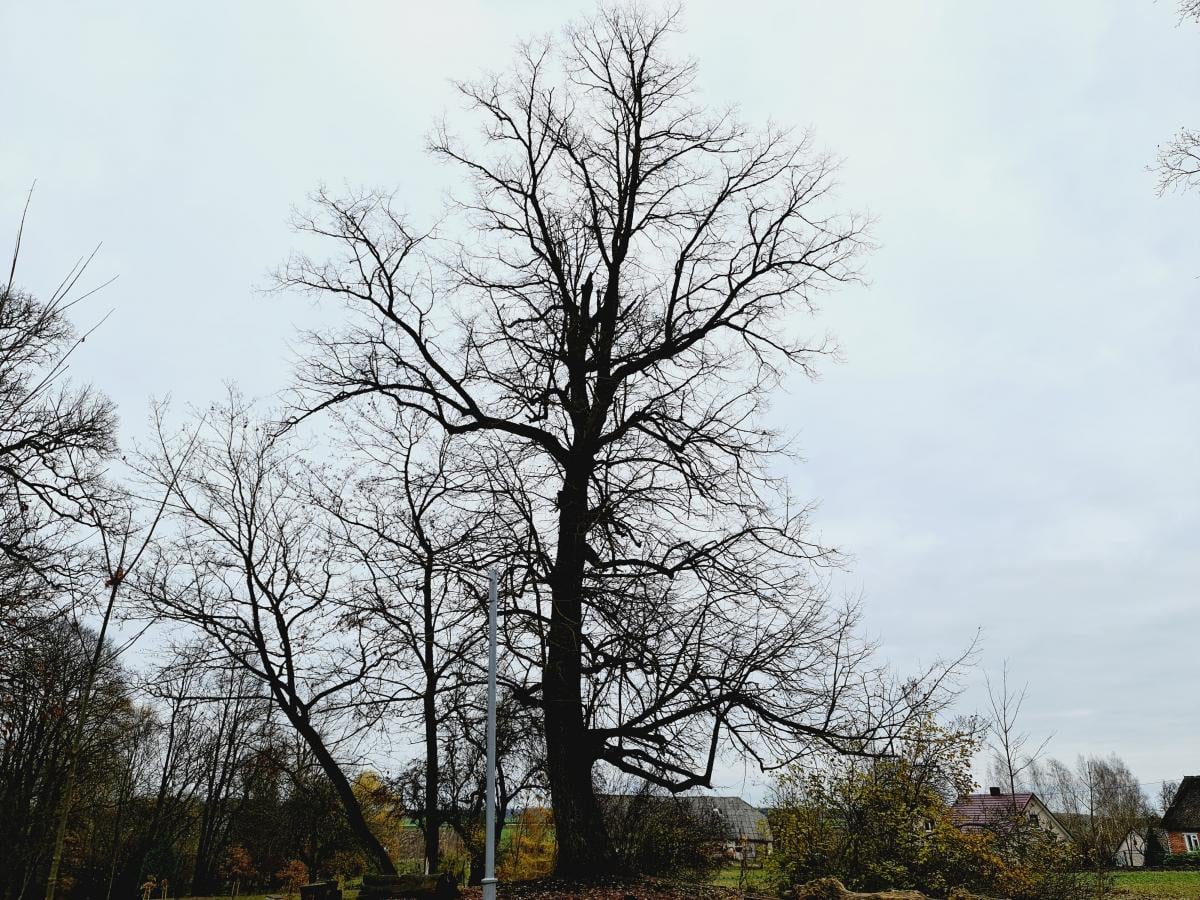 Saločių parkas